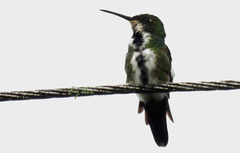 Anthracothorax nigricollis