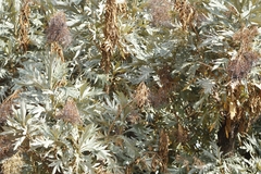 Bocconia arborea