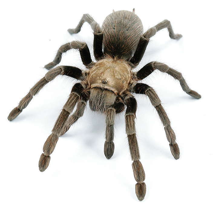 Texas Black Spot Tarantula