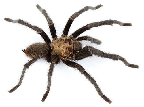 Texas Black Spot Tarantula