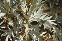 Bocconia arborea