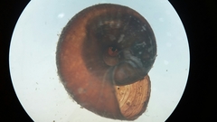 Thalassohelix igniflua