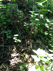 Lampropeltis multifasciata