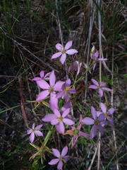 Sabatia brachiata