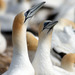 Australasian Gannet - Photo (c) Pierre Tellier, some rights reserved (CC BY), uploaded by Pierre Tellier