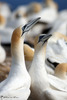 Australasian Gannet - Photo (c) Pierre Tellier, some rights reserved (CC BY), uploaded by Pierre Tellier