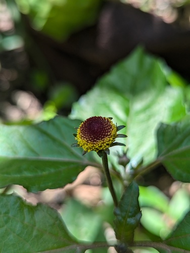 Acmella oleracea, photograph 5