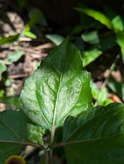 Acmella oleracea, photograph (c) Sagnik Dutta Roy, some rights reserved (CC BY)