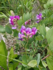 Lathyrus japonicus