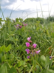 Lathyrus japonicus
