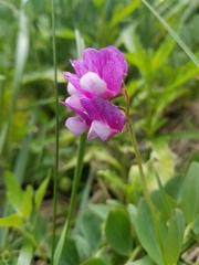 Lathyrus japonicus