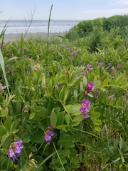 Lathyrus japonicus