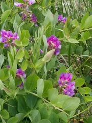 Lathyrus japonicus