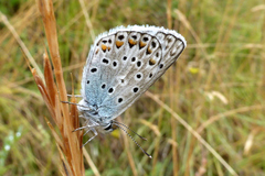 Polyommatus escheri