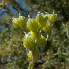 Cryptantha pterocarya pterocarya