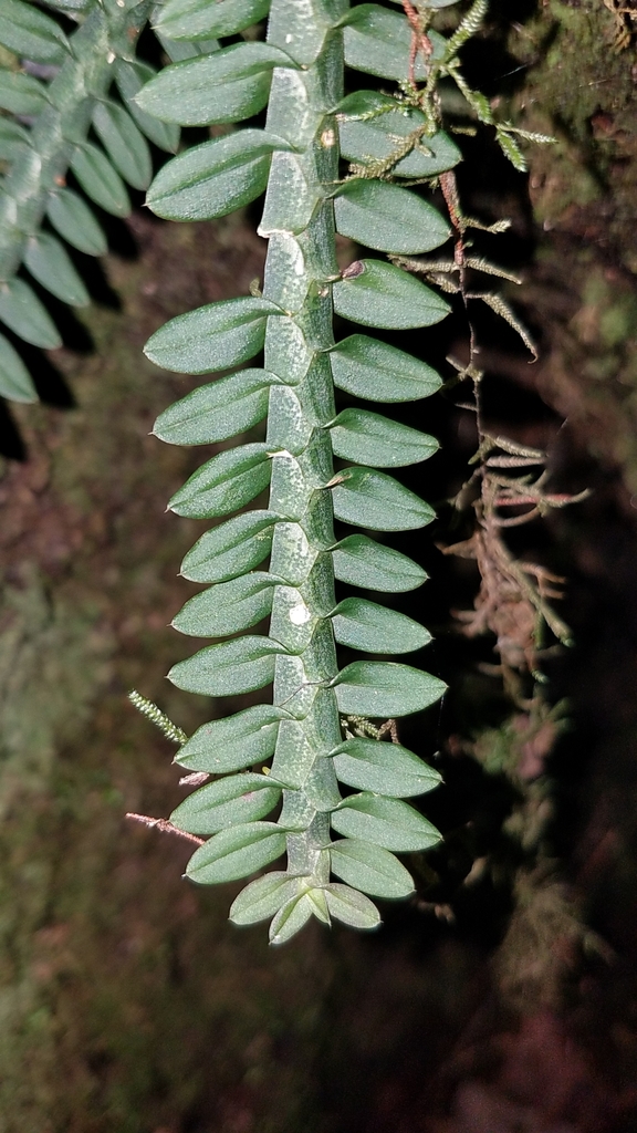 Dichaea neglecta