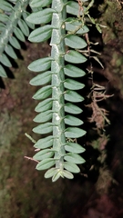 Dichaea neglecta
