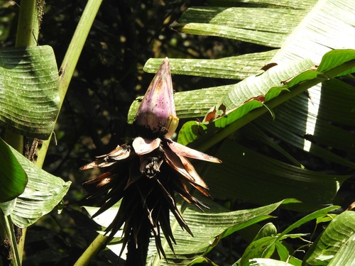 Musa violascens (Musa violascens)