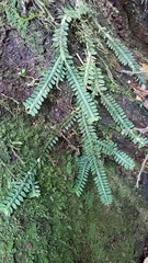Dichaea neglecta