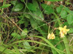 Spathoglottis pubescens