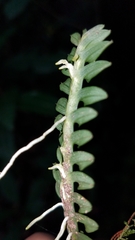 Dichaea neglecta