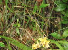 Spathoglottis pubescens