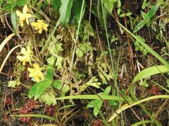 Spathoglottis pubescens