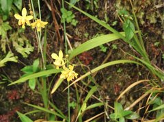 Spathoglottis pubescens