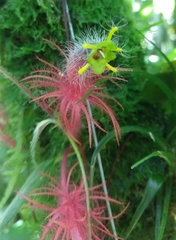 Columnea minor