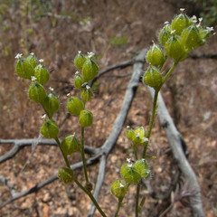 Cryptantha pterocarya pterocarya