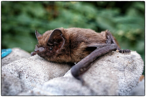 Common Pipistrelle