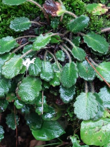 Image of Saxifraga hirsuta by (c) Diego Rodríguez Hernández, some rights reserved (CC BY)