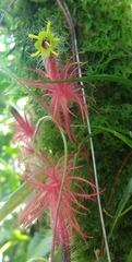 Columnea minor
