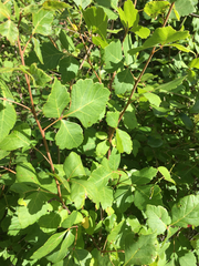 Rhus aromatica aromatica