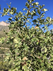 Quercus pungens