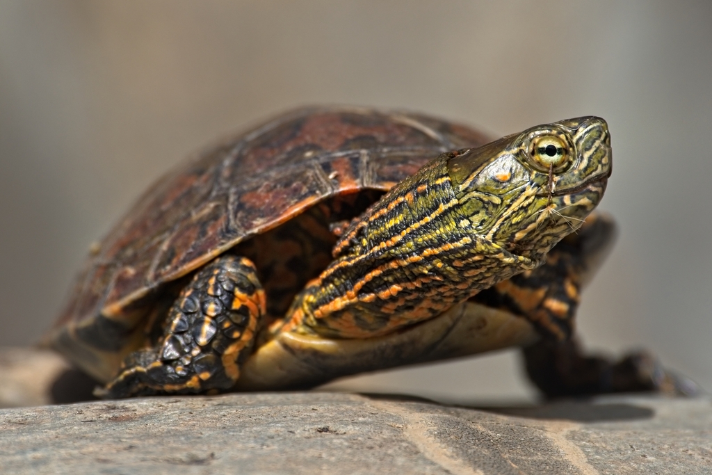 Spanish Terrapin