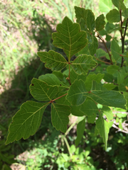 Rhus aromatica aromatica