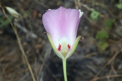 Calochortus simulans