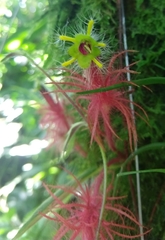 Columnea minor