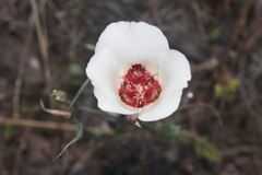 Calochortus simulans