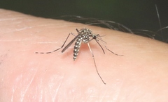 Aedes sierrensis