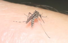 Aedes sierrensis