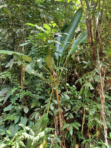 Musa violascens (Musa violascens)