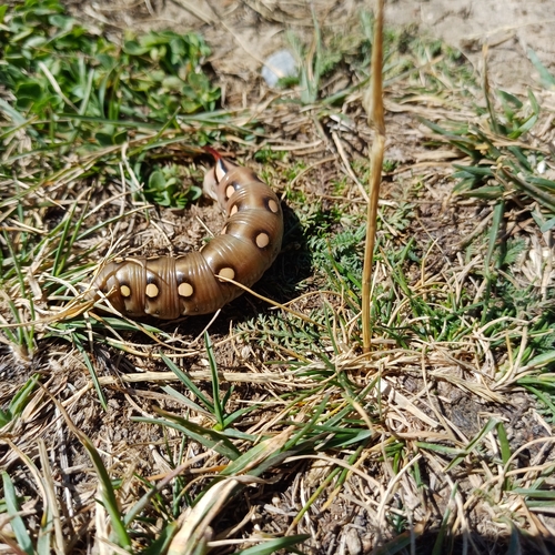 Hyles gallii