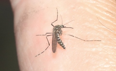 Aedes sierrensis