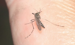 Aedes sierrensis