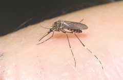 Aedes sierrensis
