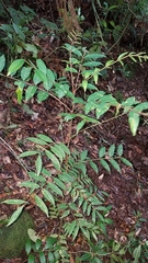 Zanthoxylum melanostictum