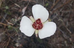 Calochortus simulans