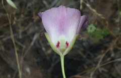 Calochortus simulans